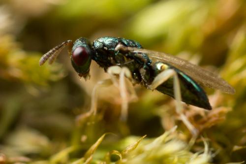 Mesopolobus aequus